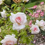 Rosengarten Rosenthal-Bielatal