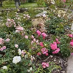 Rosengarten * Rosenthal-Bielatal