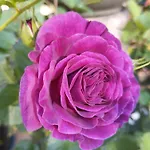 Rosengarten *
