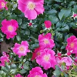 Rosengarten