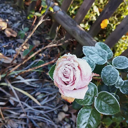 Διαμέρισμα Rosengarten