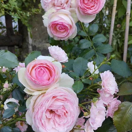 Rosengarten 아파트 Rosenthal-Bielatal