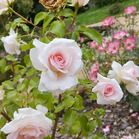 Rosengarten Rosenthal-Bielatal