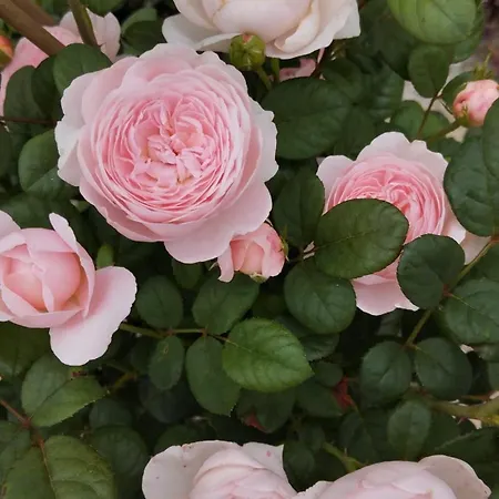 Rosengarten Διαμέρισμα *