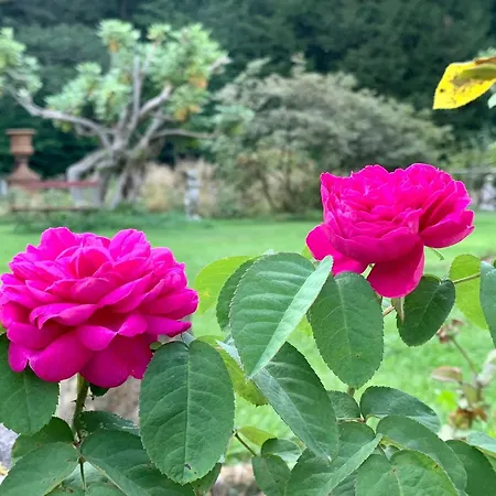 Rosengarten * Rosenthal-Bielatal