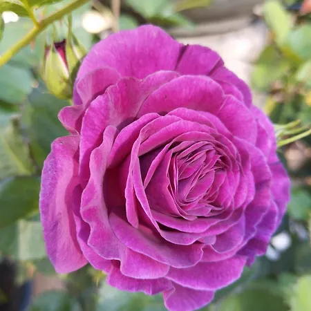 Rosengarten *