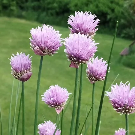 Rosengarten Apartament *