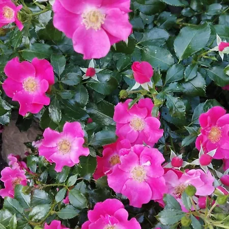 Rosengarten