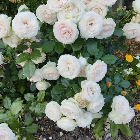 Apartament Rosengarten Rosenthal-Bielatal