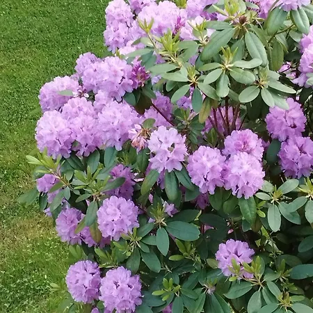 Rosengarten * Rosenthal-Bielatal