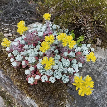 Rosengarten *