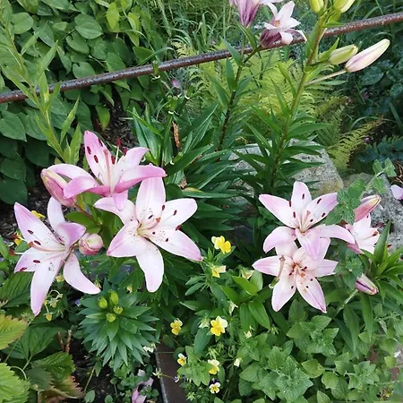 Apartament Rosengarten