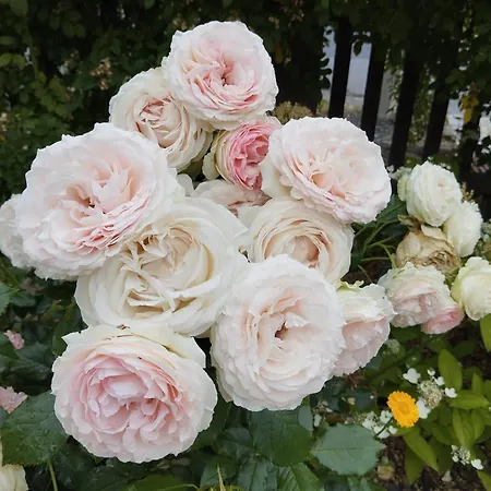 Apartament Rosengarten *