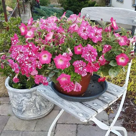 Rosengarten Apartament Rosenthal-Bielatal