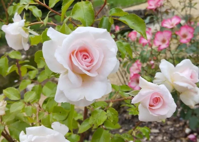 Rosengarten Rosenthal-Bielatal