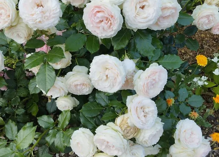 Appartement Rosengarten Rosenthal-Bielatal