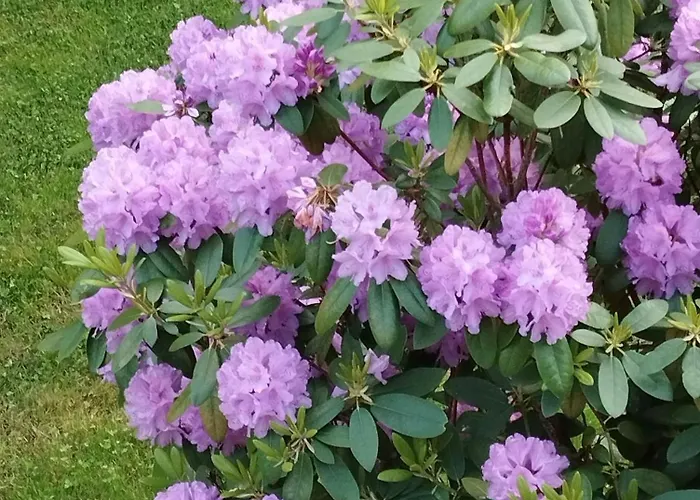 Rosengarten * Rosenthal-Bielatal