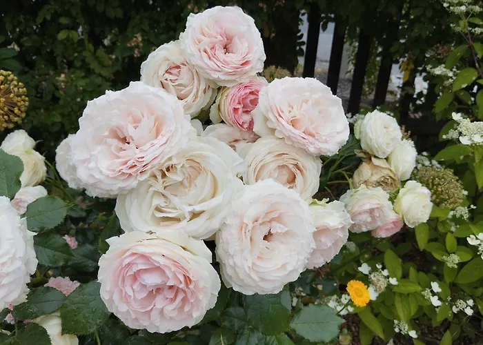 Appartement Rosengarten *